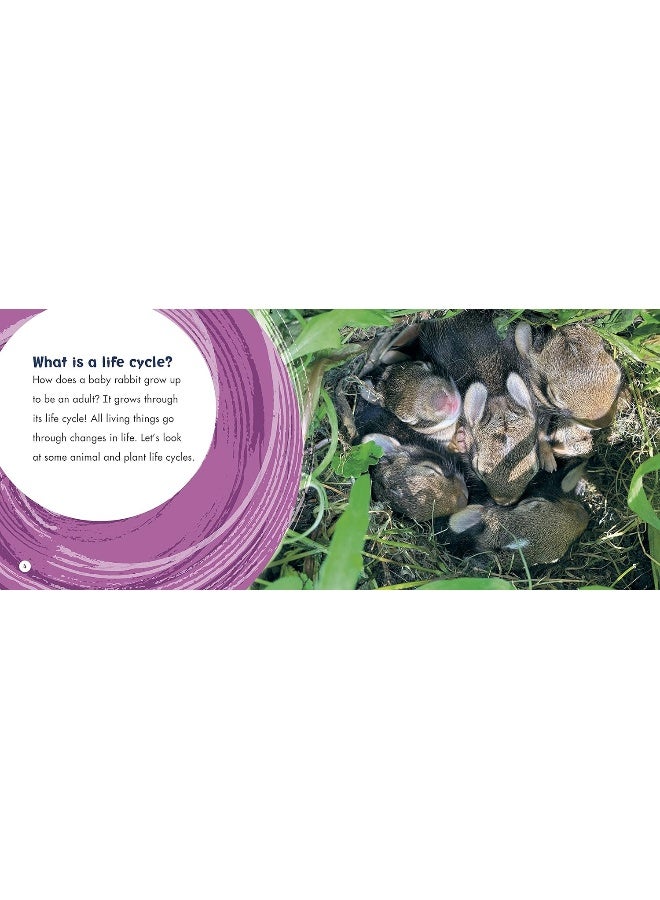 Life Cycles - Image 3