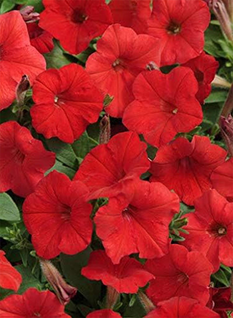 GGOOT seeds Fresh 200 Pcs  Perennial Flowers Seeds for Planting red