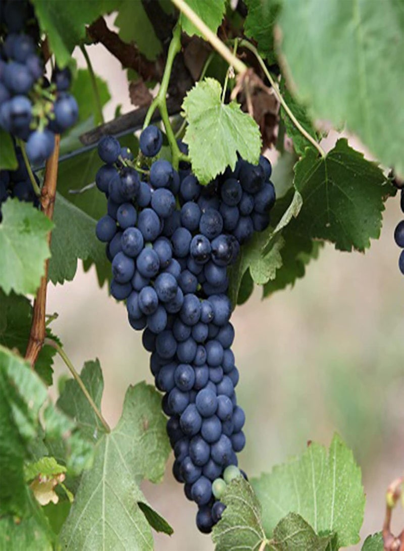 جي جوت بذور 50 قطعة من بذور شجيرة العنب المعمرة لزراعة بذور العنب في الحديقة والفناء - Image 5