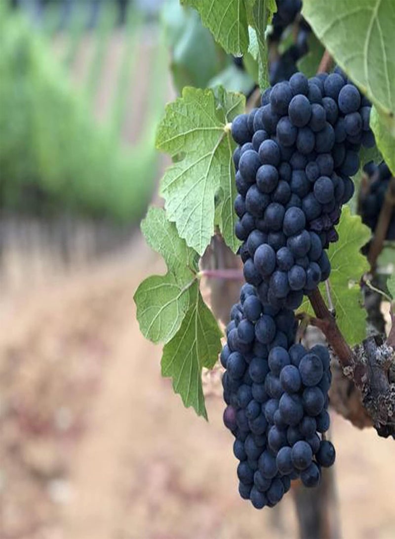 جي جوت بذور 50 قطعة من بذور شجيرة العنب المعمرة لزراعة بذور العنب في الحديقة والفناء - Image 3