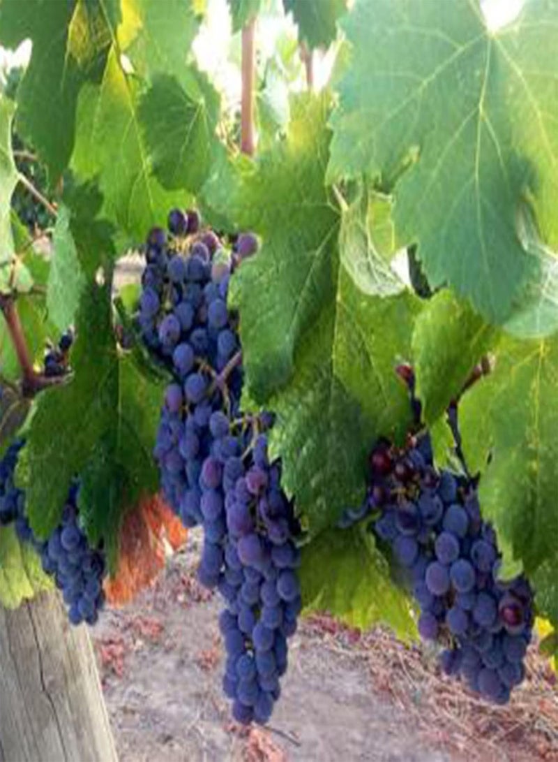 جي جوت بذور 50 قطعة من بذور شجيرة العنب المعمرة لزراعة بذور العنب في الحديقة والفناء - Image 2