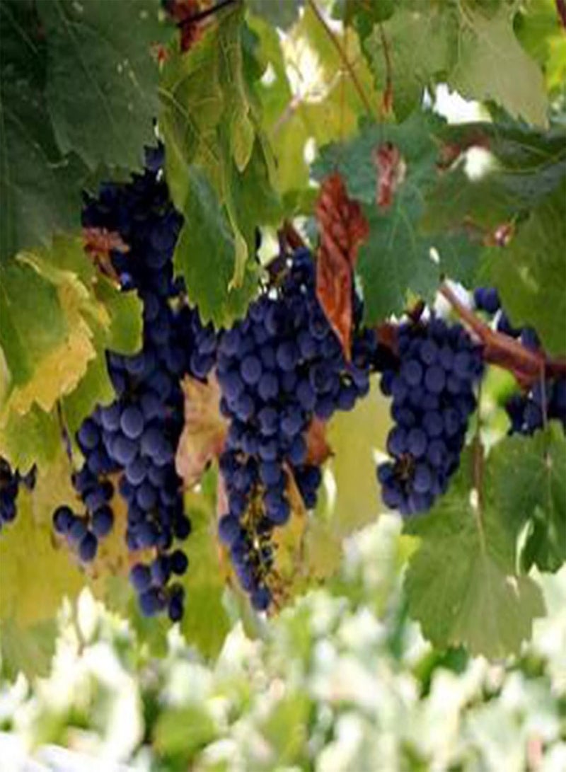 جي جوت بذور 50 قطعة من بذور شجيرة العنب المعمرة لزراعة بذور العنب في الحديقة والفناء - Image 4