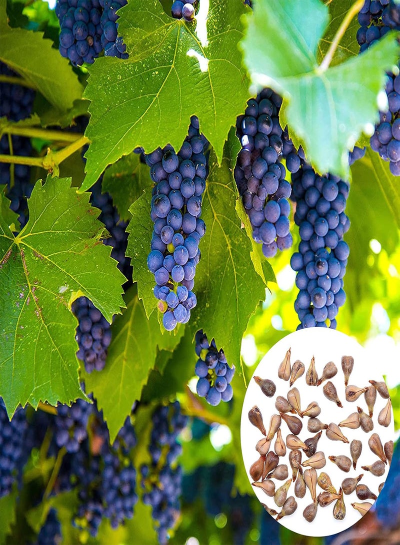 جي جوت بذور 50 قطعة من بذور شجيرة العنب المعمرة لزراعة بذور العنب في الحديقة والفناء - Image 1