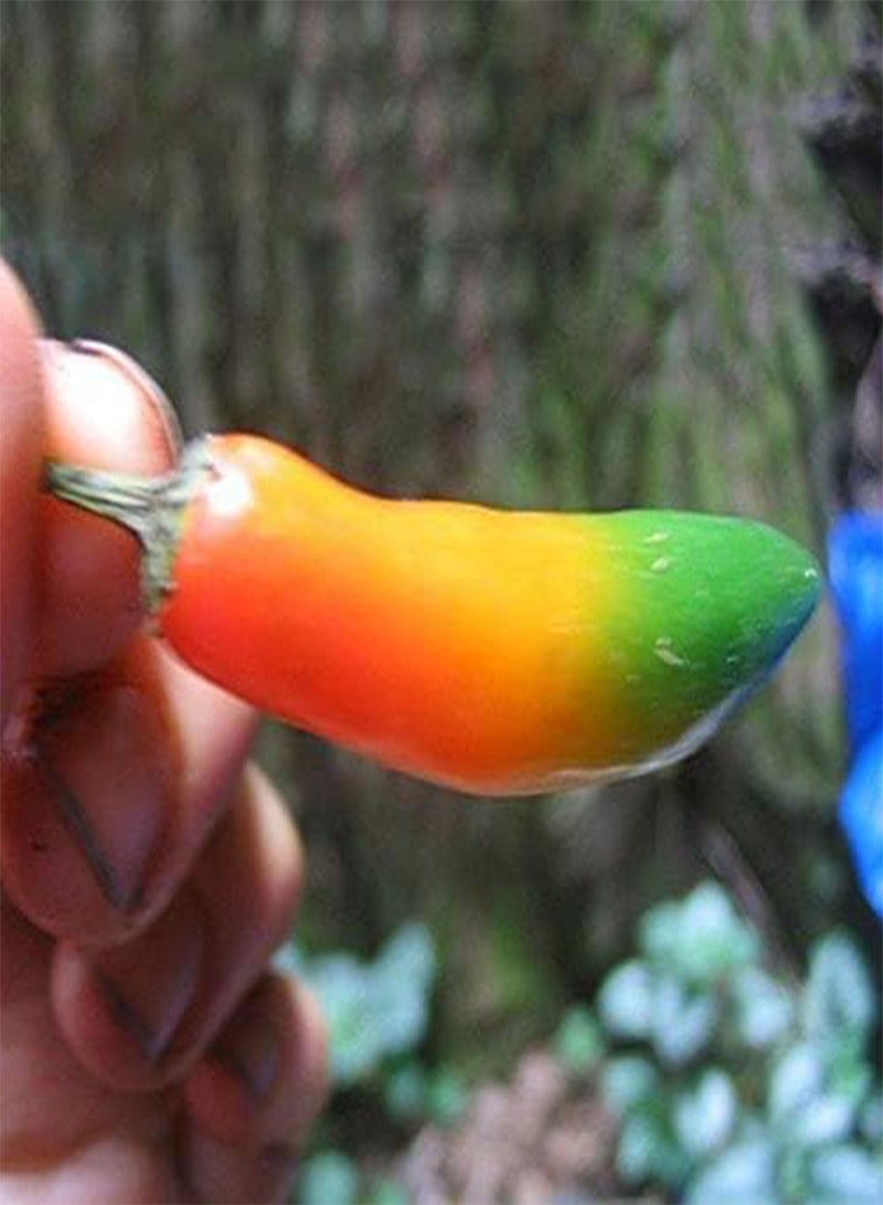 GGOOT 100Pcs/Pack Pepper Seeds Special Multicolor Vegetables Fruit USA Bull Horn Pepper Spicy Moderate Bonsai For Home Garden - Image 1