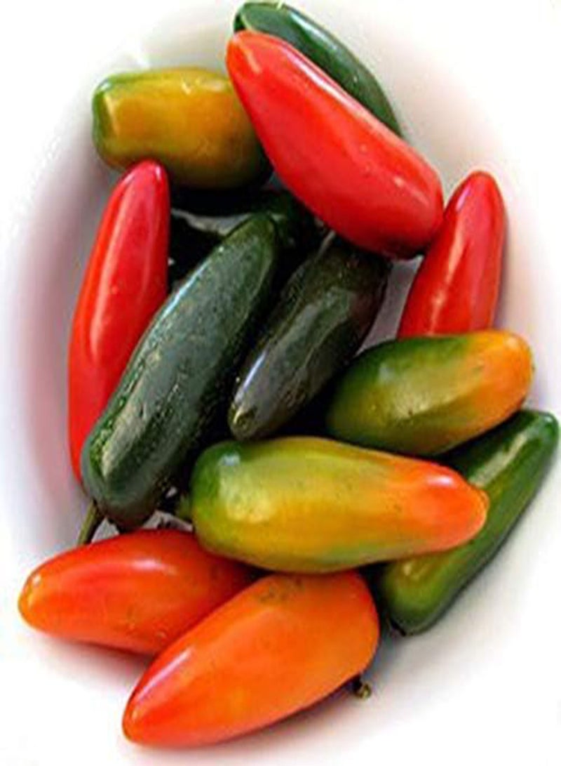 GGOOT 100Pcs/Pack Pepper Seeds Special Multicolor Vegetables Fruit USA Bull Horn Pepper Spicy Moderate Bonsai For Home Garden - Image 2