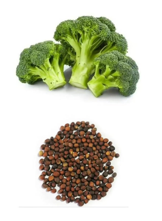 100PCS Broccoli Seeds Easy To Grow On  Home Balcony - Image 1