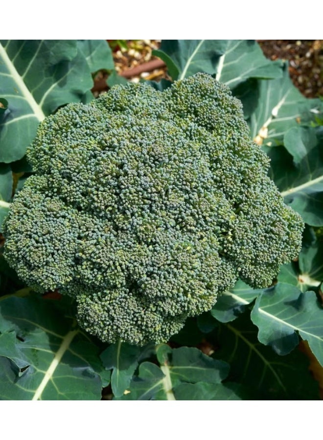 100PCS Broccoli Seeds Easy To Grow On  Home Balcony - Image 2