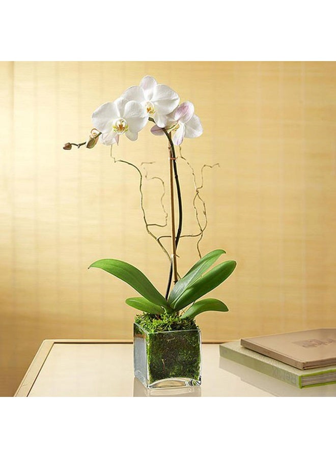 Carmel Flowers Orchid Plant -White - Delivery In Dubai