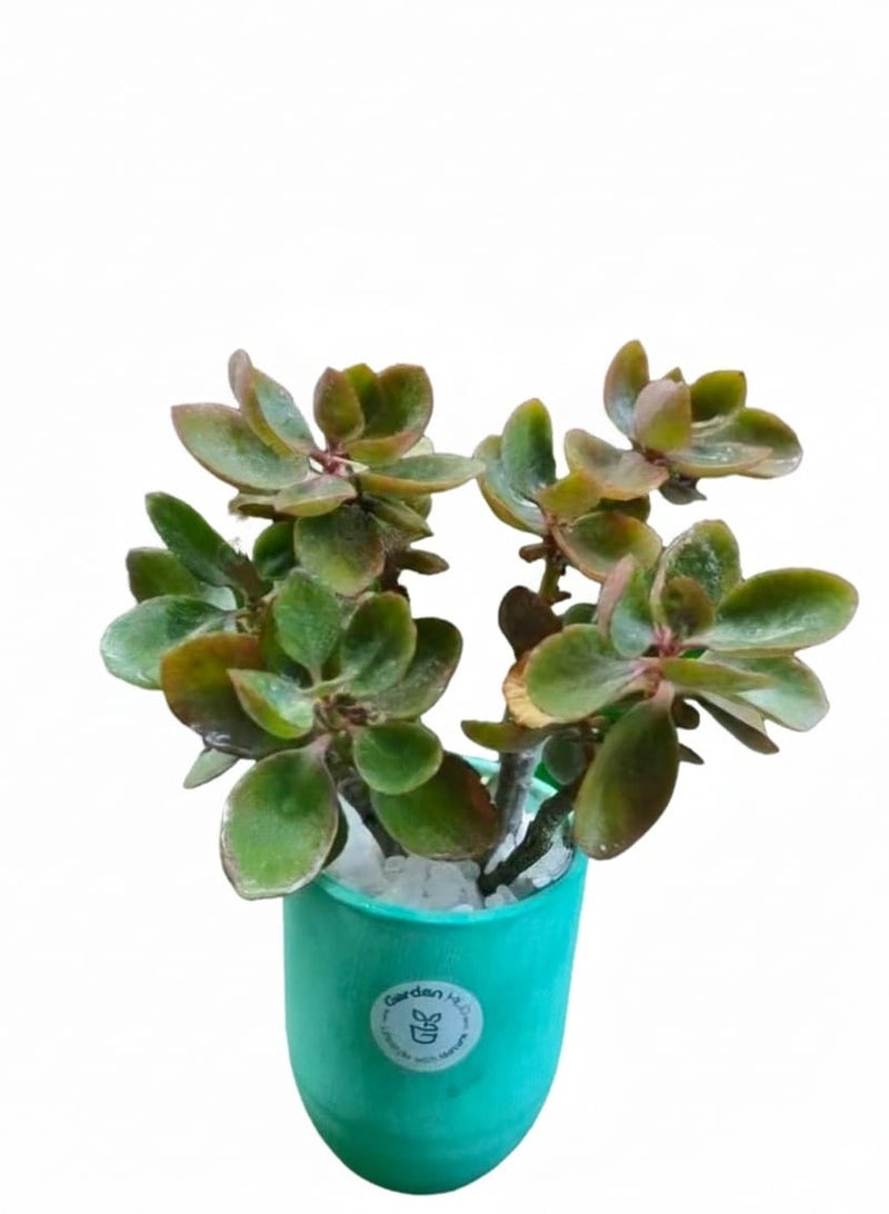 نبات منزلي عصاري من جاردن هب، وعاء 15 سم، الوان متنوعة - Image 1