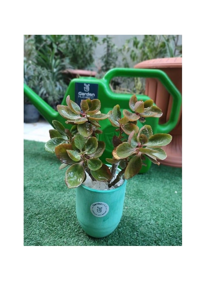 نبات منزلي عصاري من جاردن هب، وعاء 15 سم، الوان متنوعة - Image 2