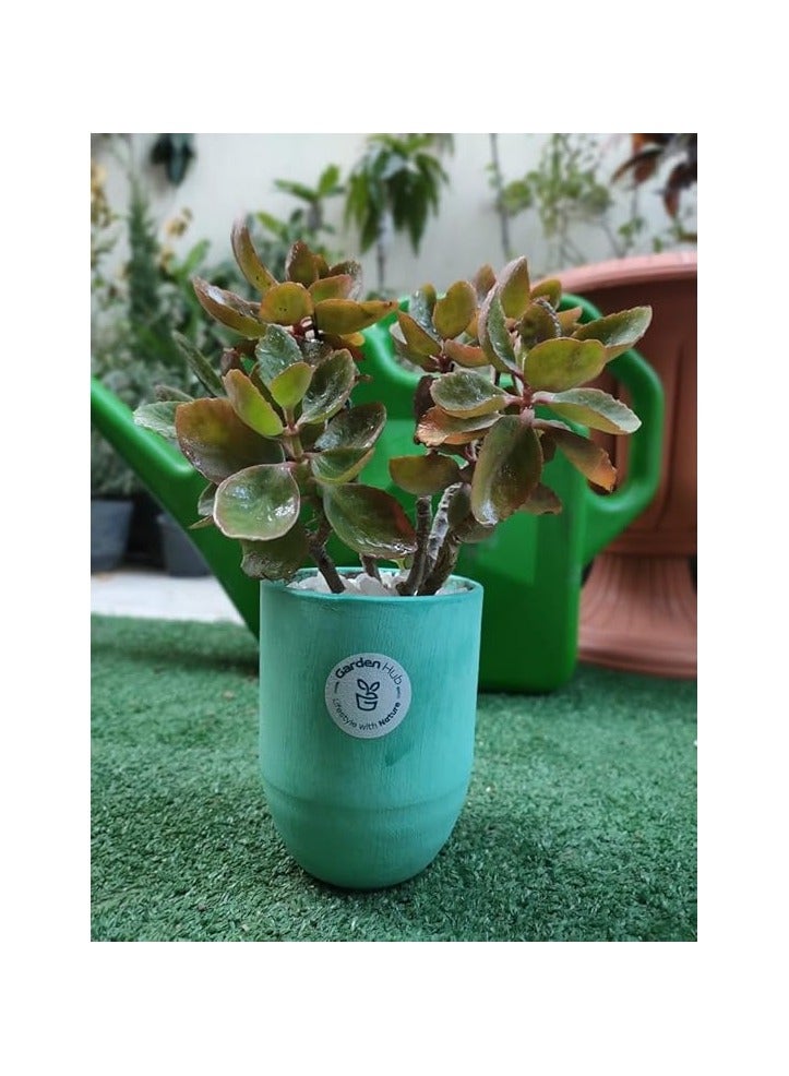 نبات منزلي عصاري من جاردن هب، وعاء 15 سم، الوان متنوعة - Image 3