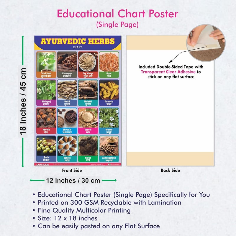 ESCAPER Ayurvedic Herbs Educational Charts for Kids Learning (11.5 x 17.5 inches), Study Material, Learning Books, Posters - Image 3