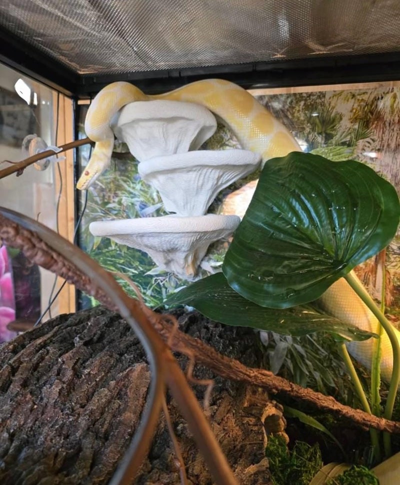 FROSTO Mushroom Ledge for Terrarium â€“ Climbing & Resting Platform with Suction Cups (Bone, 6''x4.5''x5.25'') - Image 4