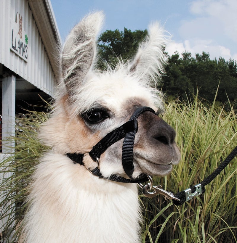 Weaver Leather Livestock Llama Halter, Black, Medium - Image 2