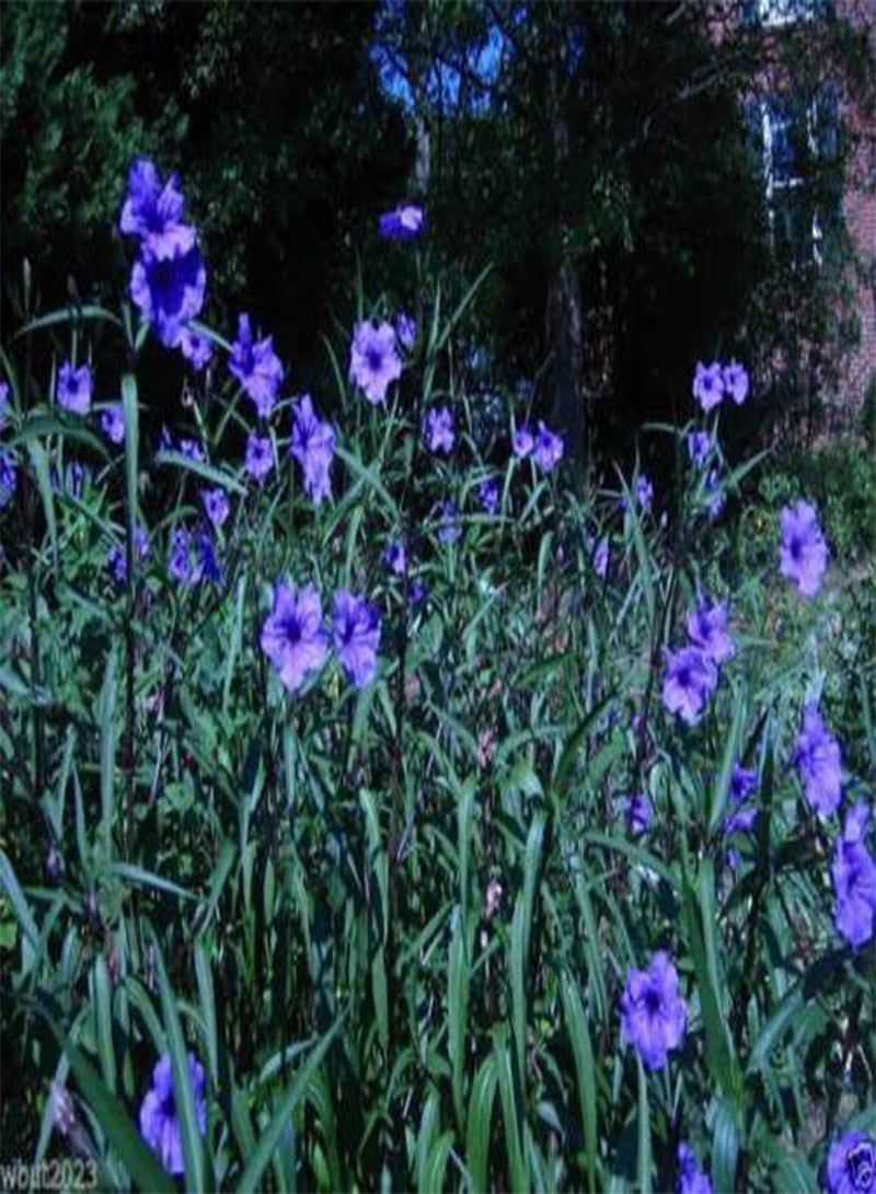 GGOOT Seed- Ruellia brittoniana 'Blue Star' 30 Seeds!