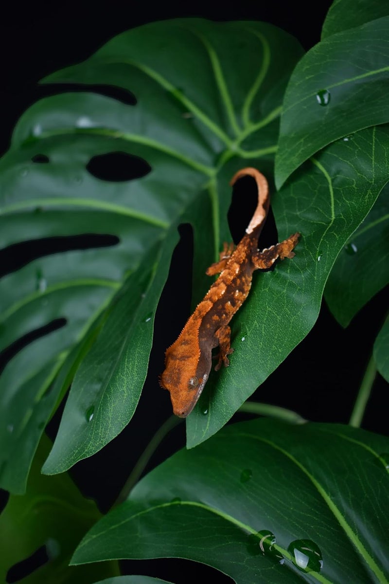 Komodo Komodo Reptile Terrarium Monstera Leaf Plant with Weighted Base  Extra Large Realistic Artificial Plant for Terrariums and Aquariums   21 Tall with 8 x 725 Leaves  - Image 3