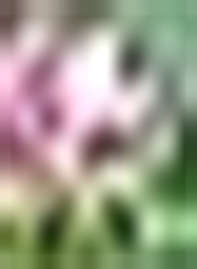 GGOOT 10pcs Lotus Zaden Puur Natuurlijke Geur Frisse Kleur Bloemen Bloeien in Vijver Binnenplaats Tuinen Verwelkomd Door Familieleden Rassen - Image 1