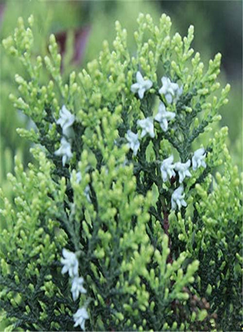 GGOOT Egrow 60 Pcs/Pack Phoenix Tail Cypress Tree Seeds Phoenix Tail Cypress Tree Semente Plant Chamaecyparis Obtusa Filicoides - Image 1