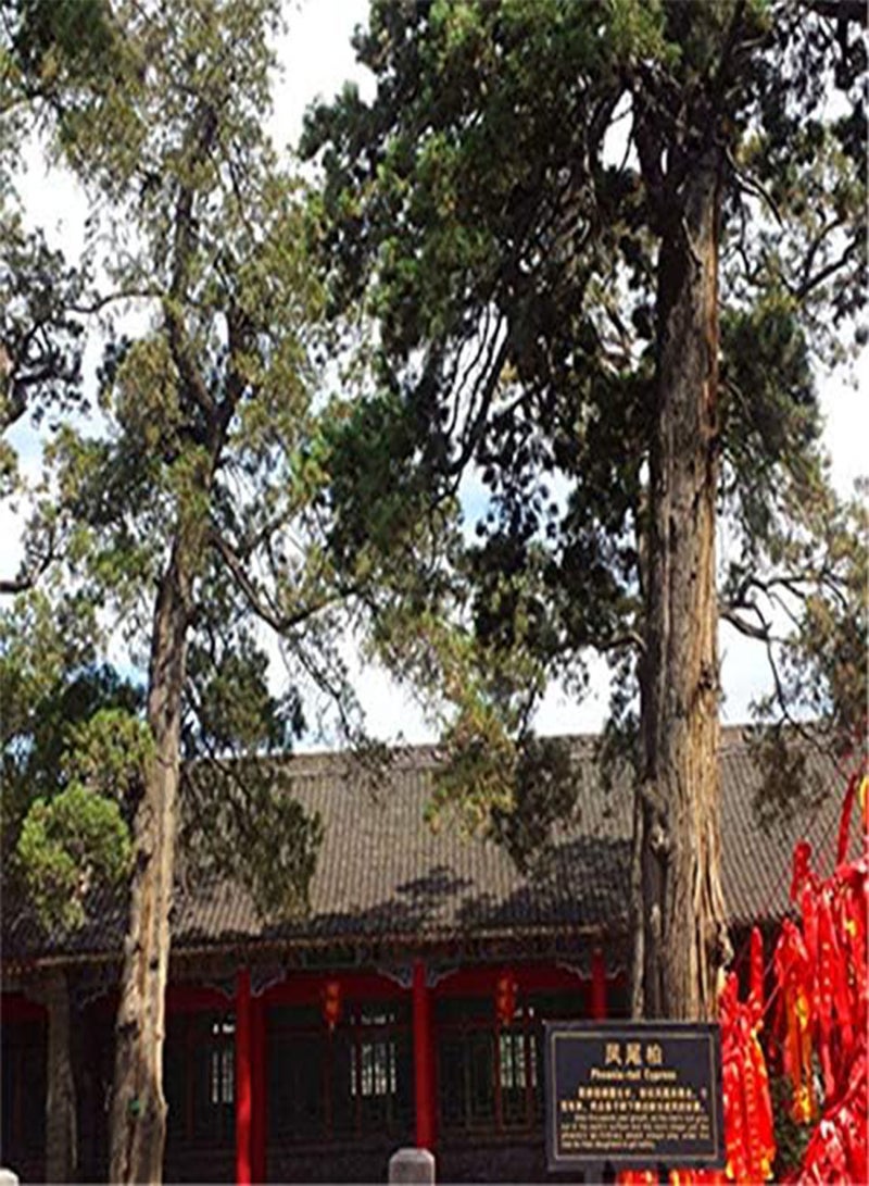 GGOOT Egrow 60 Pcs/Pack Phoenix Tail Cypress Tree Seeds Phoenix Tail Cypress Tree Semente Plant Chamaecyparis Obtusa Filicoides - Image 4