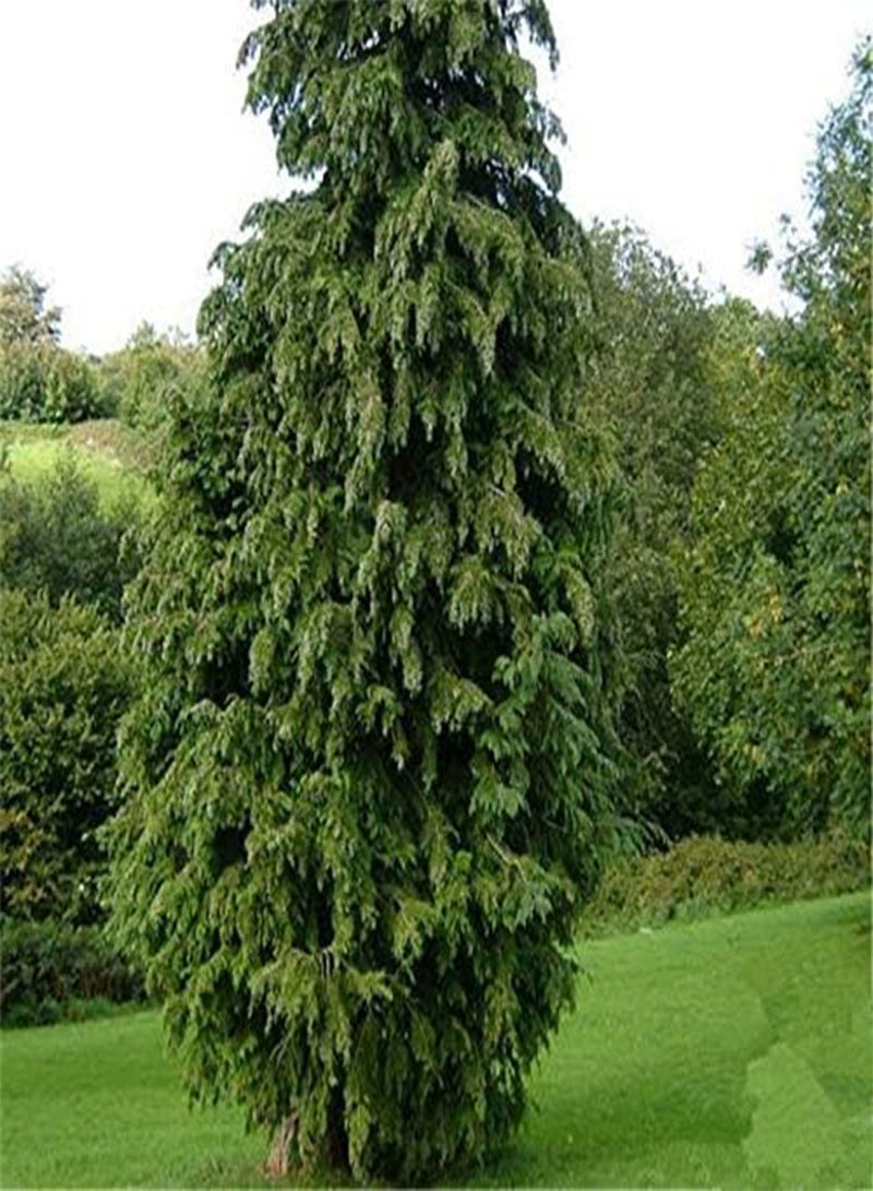 GGOOT Egrow 60 Pcs/Pack Phoenix Tail Cypress Tree Seeds Phoenix Tail Cypress Tree Semente Plant Chamaecyparis Obtusa Filicoides - Image 3