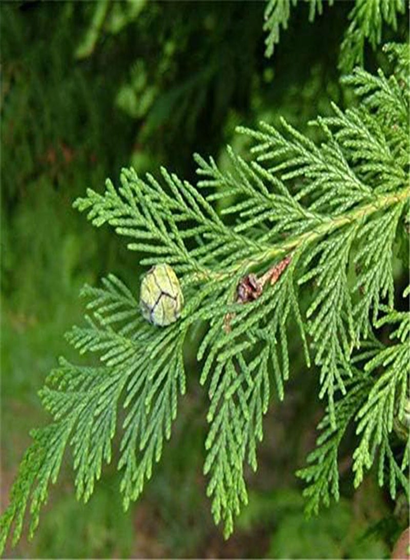 GGOOT Egrow 60 Pcs/Pack Phoenix Tail Cypress Tree Seeds Phoenix Tail Cypress Tree Semente Plant Chamaecyparis Obtusa Filicoides - Image 2