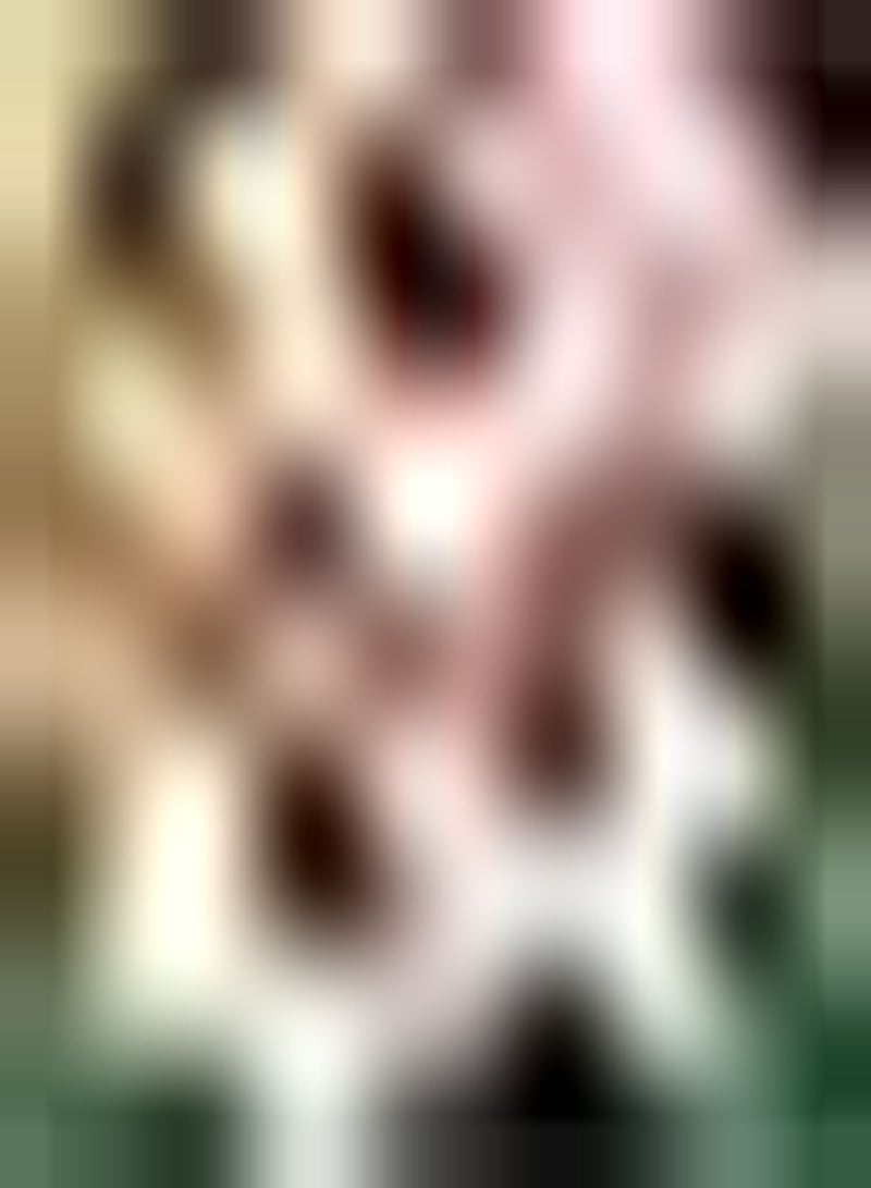 جي جوت 2Stück Amaryllis Zwiebeln in Gemischten Farben لها رائحة EIN verlockendes - Image 1