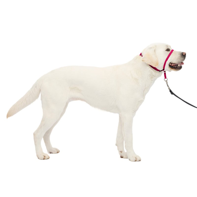 PetSafe Gentle Leader Headcollar No-Pull Dog Collar - Helps Improve Walks - Durable Nylon Construction - Padded Nose Loop - Adjustable Fit - Comfort Walking Halter - Large, Raspberry Pink - Image 1