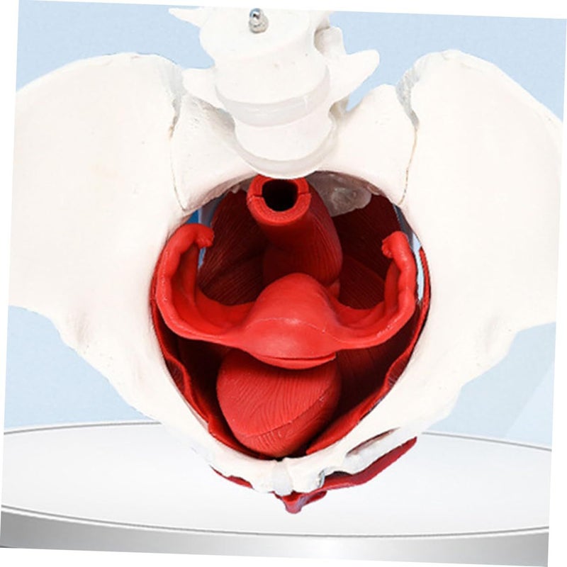 Female Pelvic Anatomical Model Medical Teaching Aid PVC Skeletal Display - Image 4