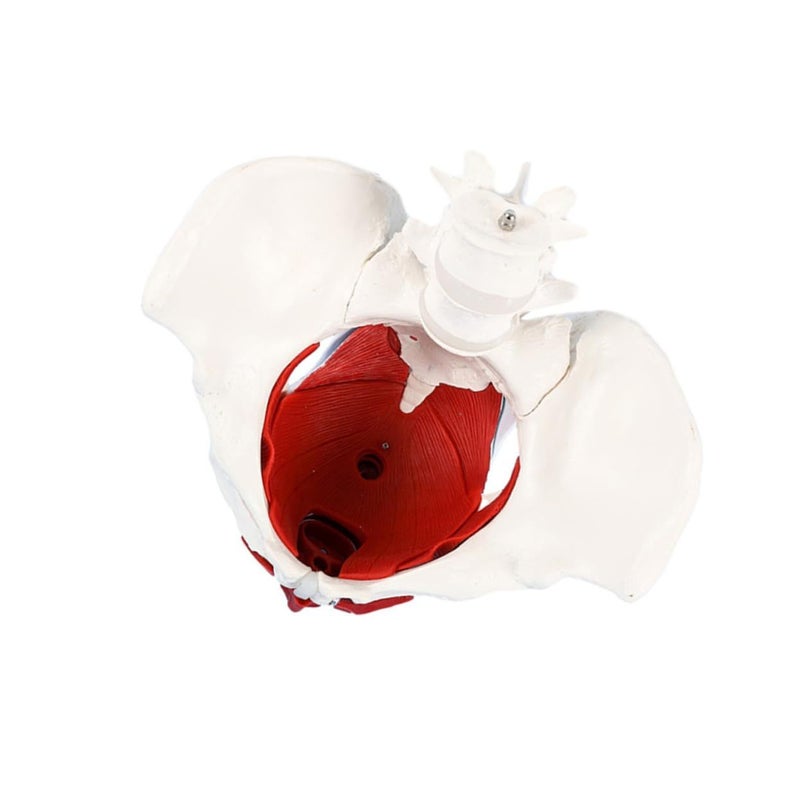 Female Pelvic Anatomical Model Medical Teaching Aid PVC Skeletal Display - Image 2