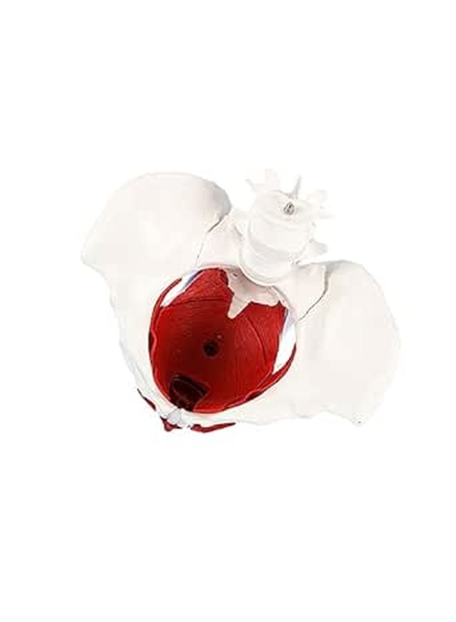 Female Pelvic Anatomical Model Medical Teaching Aid PVC Skeletal Display - Image 1