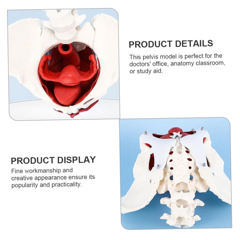 Female Pelvic Anatomical Model Medical Teaching Aid PVC Skeletal Display - Image 3