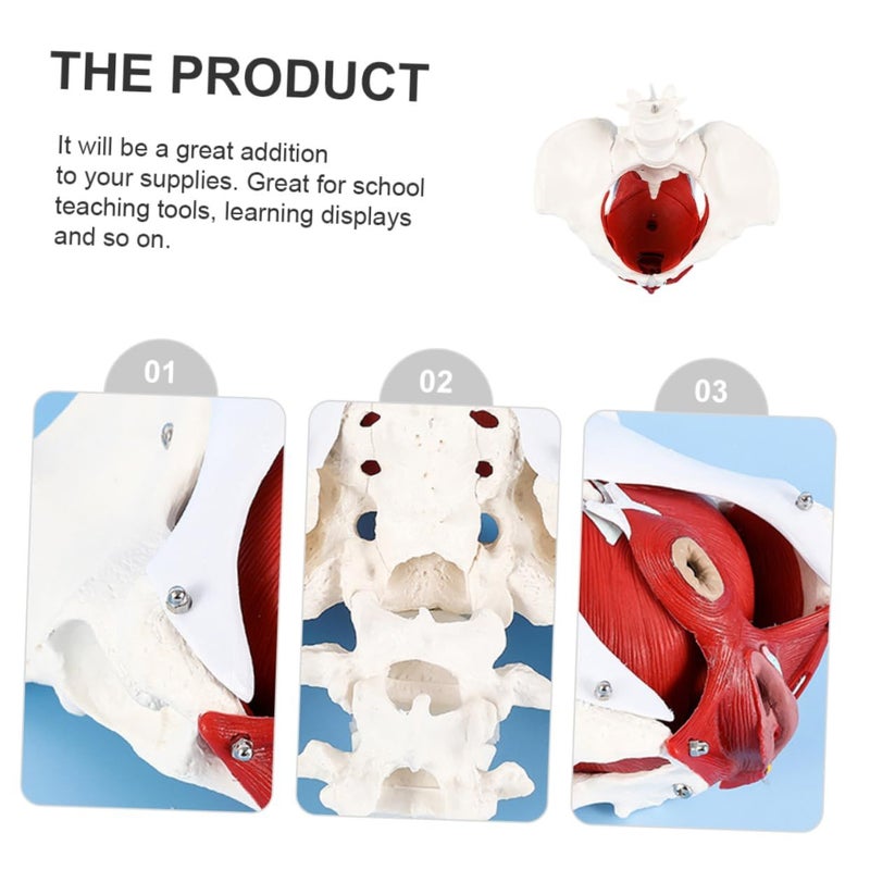 Female Pelvic Anatomical Model Medical Teaching Aid PVC Skeletal Display - Image 5