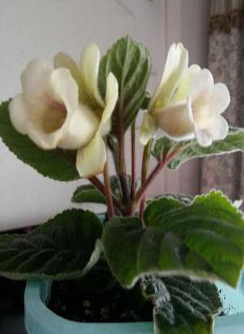 جي جوت 50 قطعة من بذور زهرة سينينجيا البيضاء - شتلات بونساي استوائية منتجة للحدائق والساحات، مقاس واحد - Image 1