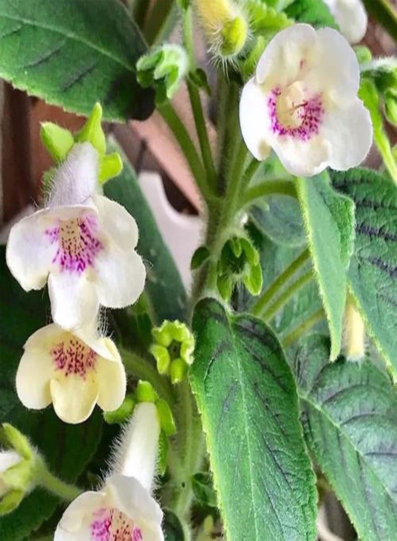 جي جوت 50 قطعة من بذور زهرة سينينجيا البيضاء - شتلات بونساي استوائية منتجة للحدائق والساحات، مقاس واحد - Image 3