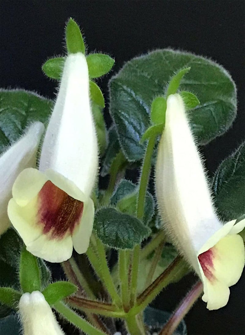 جي جوت 50 قطعة من بذور زهرة سينينجيا البيضاء - شتلات بونساي استوائية منتجة للحدائق والساحات، مقاس واحد - Image 4