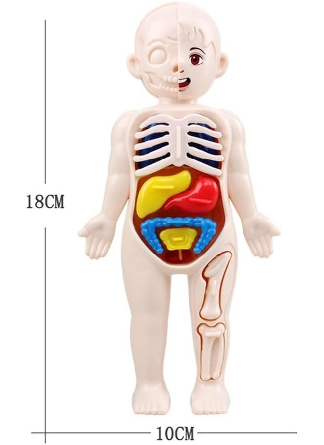 DIY Assembled Steam Medical Children's Early Education Aids Primary School Students Science and Education Toys  - Image 2