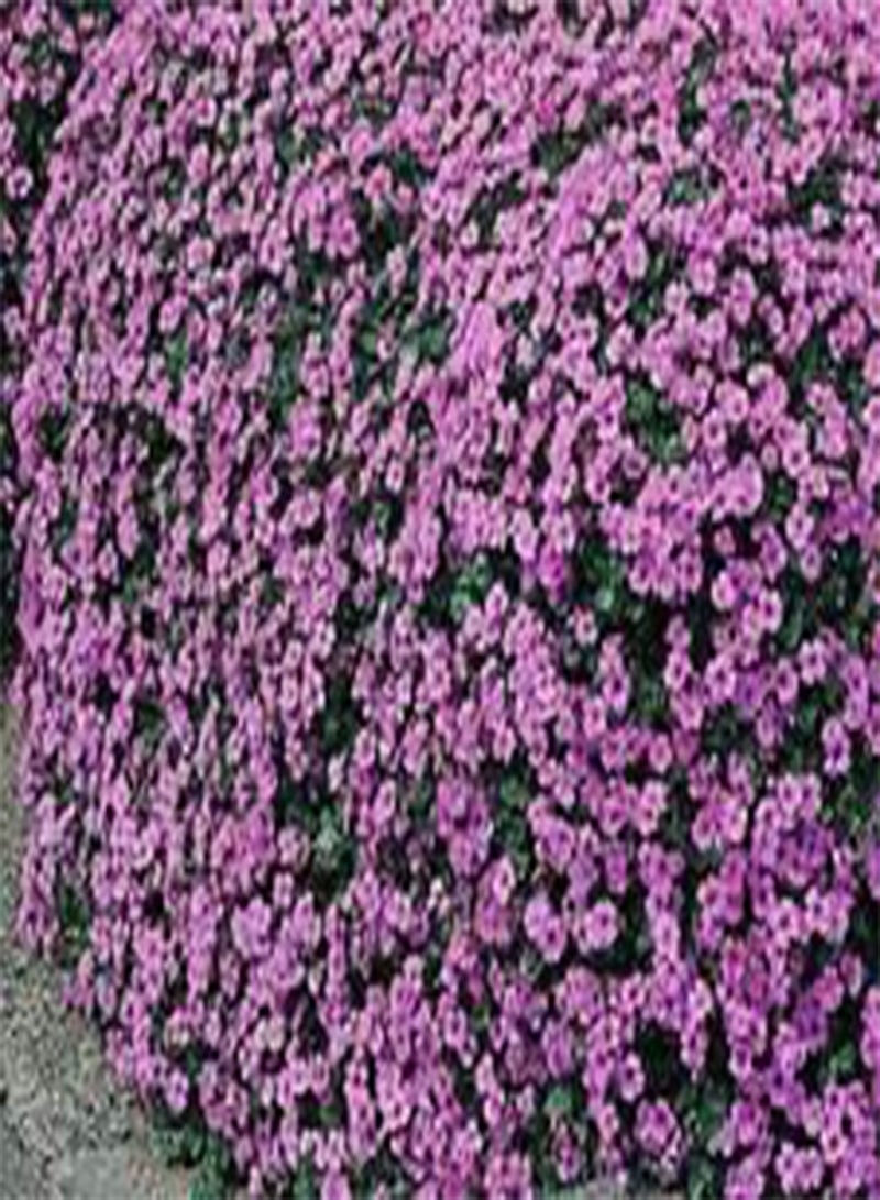 GGOOT AUBRIETA Rock CRESS Cascade Purple Aubrieta Hybrida Superbissima - 50 (PKD) Seeds