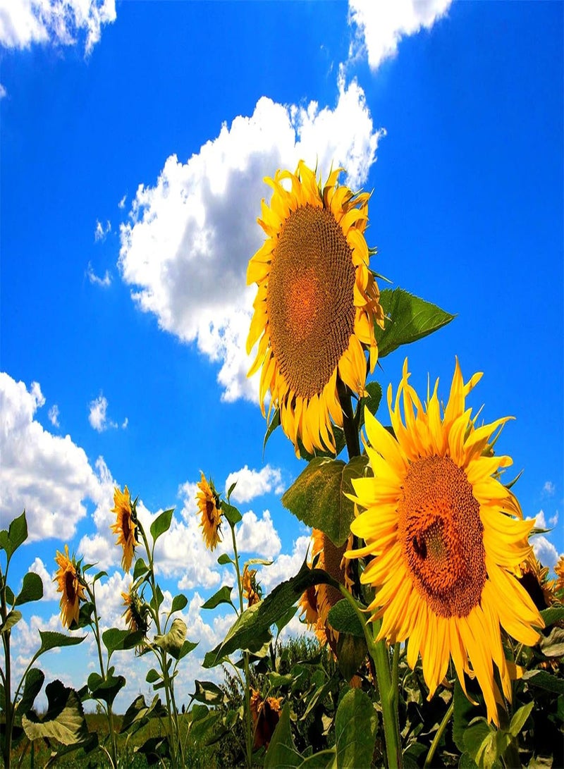 GGOOT Imported Sunflower Seeds Kit Beautiful Dignified Attractive Flower Seeds for Planting UK Perennial Plants Garden Ready-100 PCS - Image 2