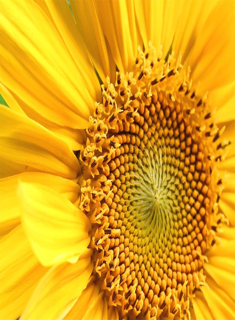 GGOOT Imported Sunflower Seeds Kit Beautiful Dignified Attractive Flower Seeds for Planting UK Perennial Plants Garden Ready-100 PCS - Image 1