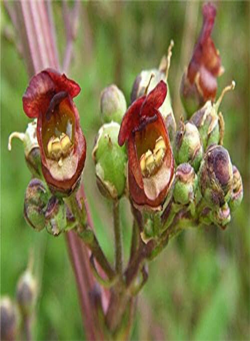 GGOOT Water Figwort - Scrophularia auriculata - 300 Seeds - Perennial Wildflower - Image 2