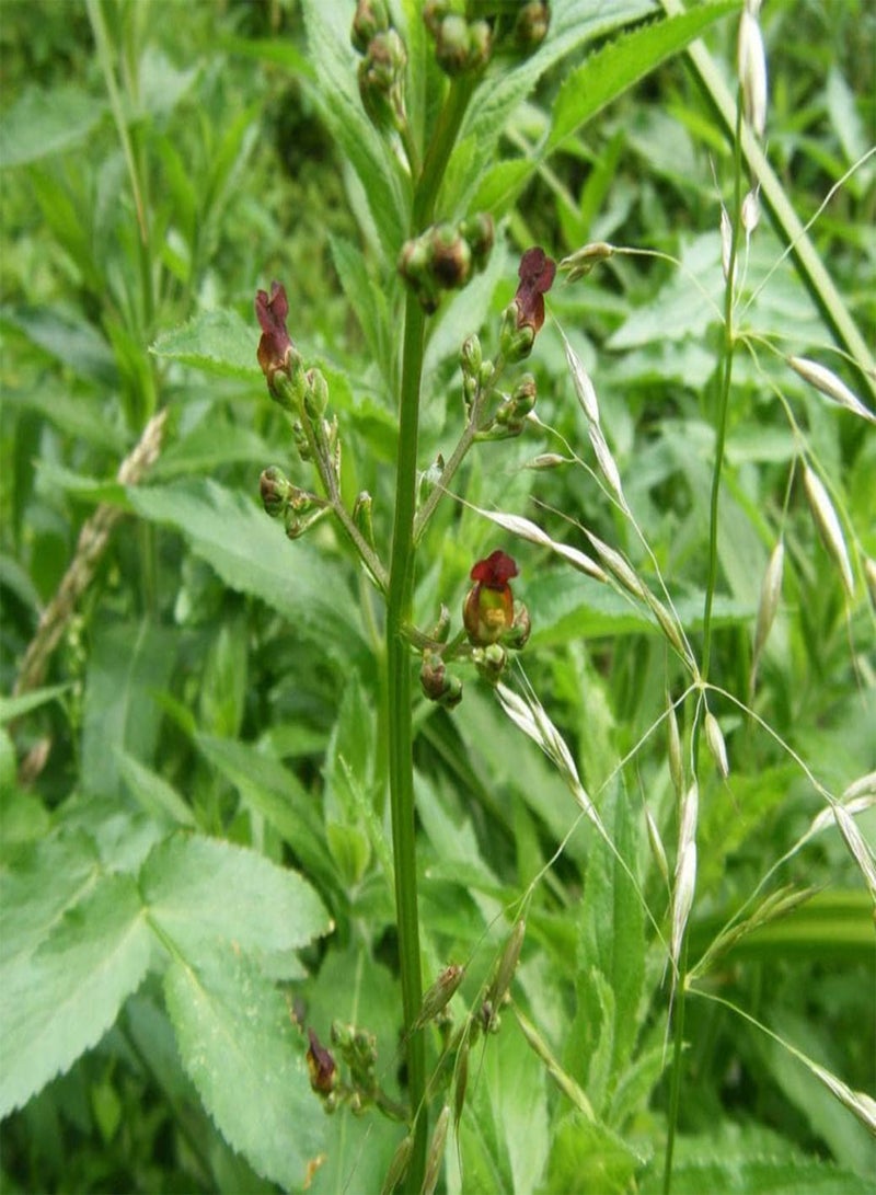 GGOOT Water Figwort - Scrophularia auriculata - 300 Seeds - Perennial Wildflower - Image 3