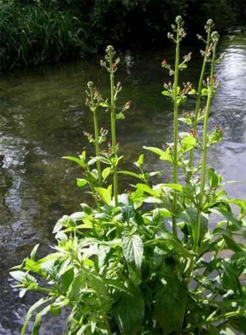 GGOOT Water Figwort - Scrophularia auriculata - 300 Seeds - Perennial Wildflower - Image 1