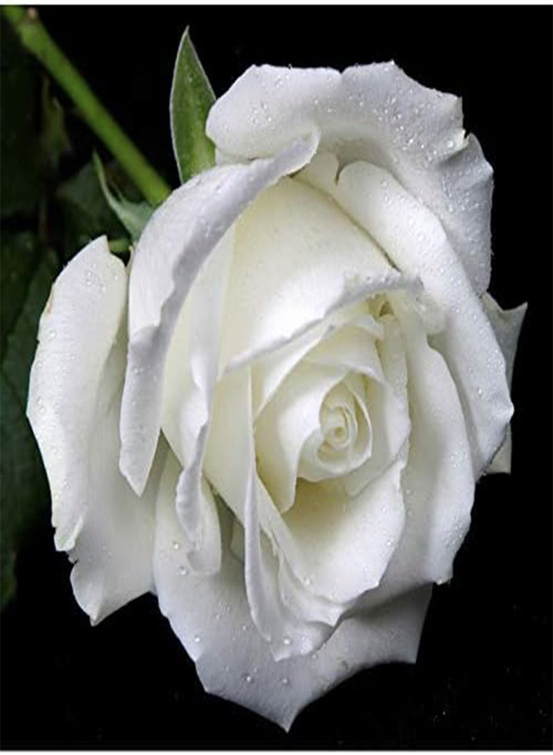 GGOOT seeds Fresh 200 pcs Rose Flower seeds for Planting White