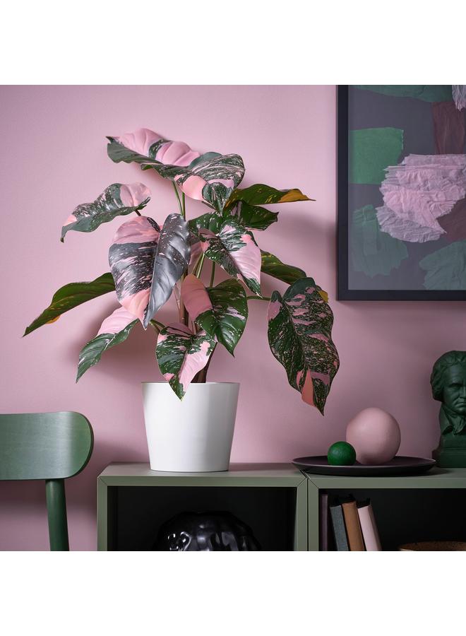 erorex Artificial Potted Plant, In/Outdoor Philodendron/Green/Pink, 15 Cm - Image 2