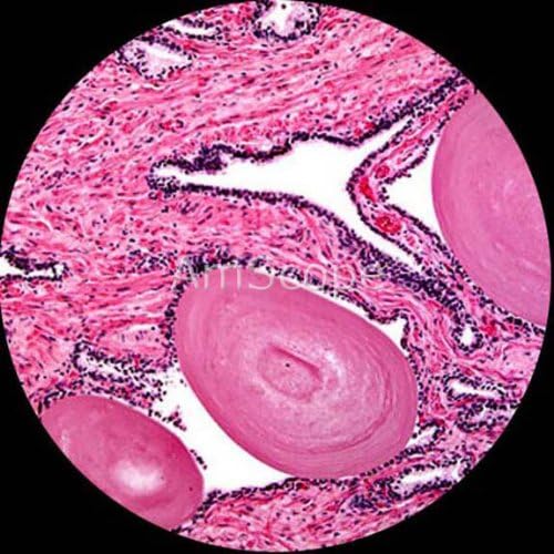 AmScope AmScope PS25BSC1272P100S22 25 Piece Microscope Prepared Slides 72 Piece PreCleaned Blank Plate Slides 12 Piece Single Depression Concave Slides and 100 Piece Coverslips  - Image 5