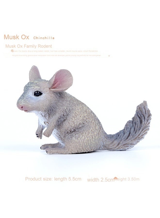 NIBEMINENT Realistic Zoo Model Squirrel and Chinchilla Cognitive Toy