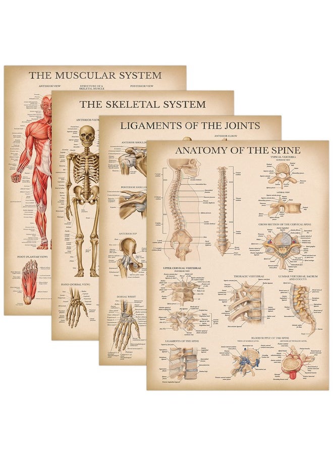 Palace Learning Palace Learning 4 Pack - Vintage Anatomy Poster Set - Laminated - Muscular, Skeletal, Ligaments of the Joints, Anatomy of the Spine - Anatomical Chart Set - 18” x 24”  - Image 1