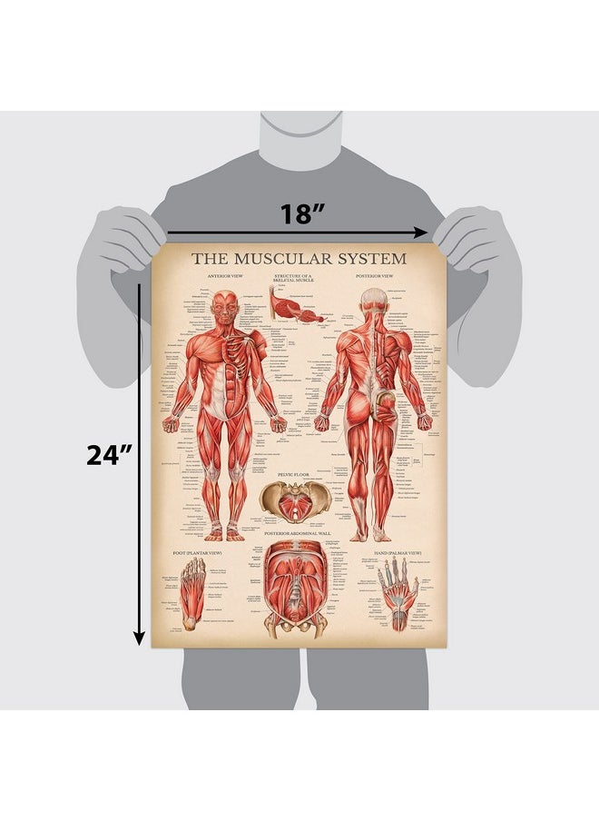 Palace Learning Palace Learning 4 Pack - Vintage Anatomy Poster Set - Laminated - Muscular, Skeletal, Ligaments of the Joints, Anatomy of the Spine - Anatomical Chart Set - 18” x 24”  - Image 2