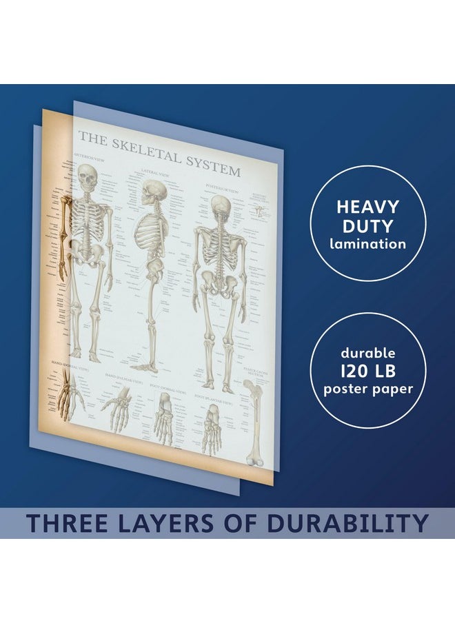 Palace Learning Palace Learning 4 Pack - Vintage Anatomy Poster Set - Laminated - Muscular, Skeletal, Ligaments of the Joints, Anatomy of the Spine - Anatomical Chart Set - 18” x 24”  - Image 3
