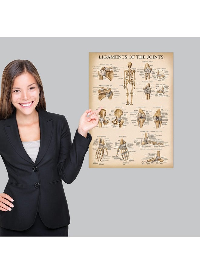 Palace Learning Palace Learning 4 Pack - Vintage Anatomy Poster Set - Laminated - Muscular, Skeletal, Ligaments of the Joints, Anatomy of the Spine - Anatomical Chart Set - 18” x 24”  - Image 4